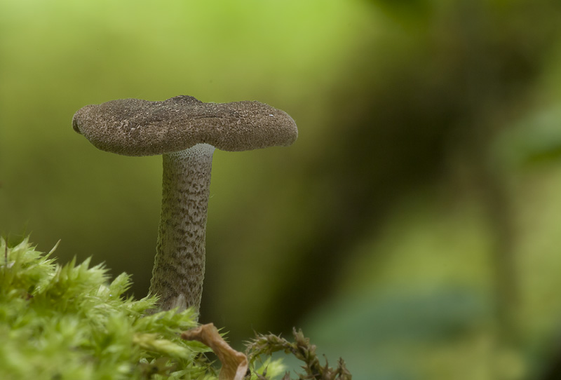 Polyporus ciliatus